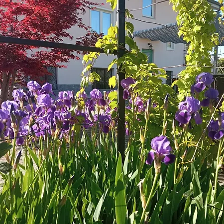 L'ortensia * Vignolo