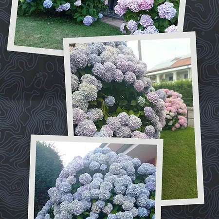 Appartement L'ortensia