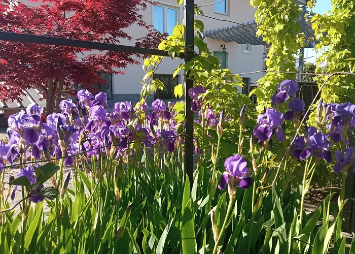 L'ortensia * Vignolo